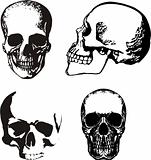 Vector skulls