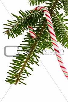 Candy cane on tree