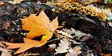 Autumn leaves and fungi