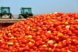 Tomato crop