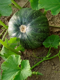 growing pumpkin 