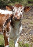 inquisitive calf