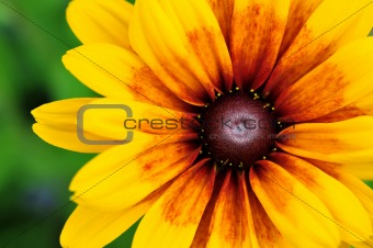 Yellow flower on green background