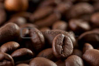 Coffee bean close up