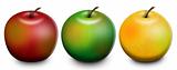 3 Apples Raster Illustration