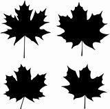 maple leaves silhouette