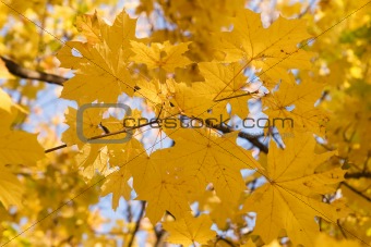 gold autumn
