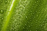 Waterdrops on leaf texture