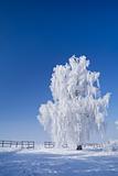 Winter wonderland with whitefrost tree