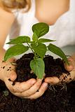 Kid hands holding a new plant in soil