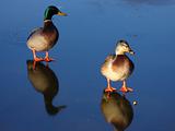 Ducks on Frozen Lake