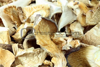Asia mushrooms