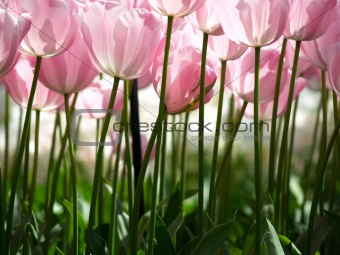 Huge pink tulips