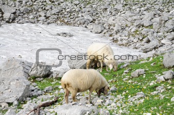 Sheep in the alpine mountains