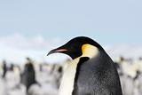 Emperor penguin (Aptenodytes forsteri)
