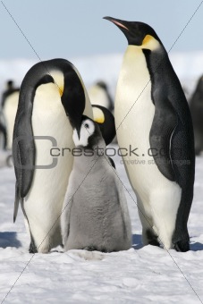 Emperor penguins (Aptenodytes forsteri)
