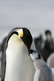 Emperor penguins (Aptenodytes forsteri)