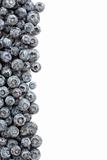 Fresh Blueberries Border Isolated on a White Background.