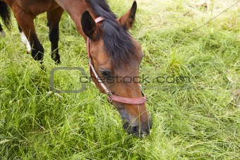 brown horse is eating green grass