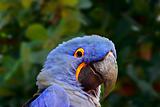 Blue Macaw (Parrot)