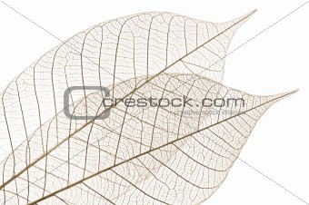 Skeleton leaves