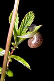Snail climbing on a plant leaf