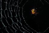 Spider in its web covered in morning dew