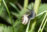 A single snail crawling up a plant stalk