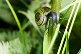 Lone snail on a plant stalk