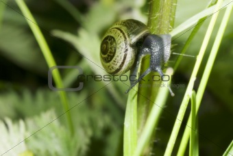 Lone snail on a plant stalk