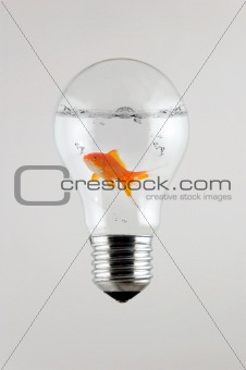 fishes inside the Light Bulb