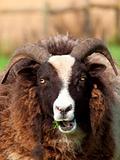 Jacobs Sheep