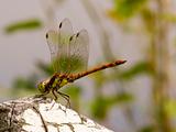 dragonfly sympetrum striolatum