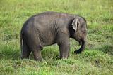 baby elephant in sri lanka 2