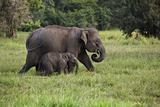 mother and baby elephant 2