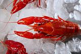 seafood in market over ice