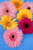 Gerbera colorful flowers still over blue background