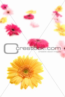 Gerbera yellow flower colorful blur flowers background