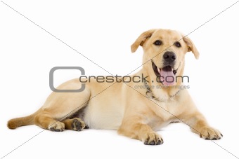 Puppy Labrador retriever cream