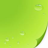Water drops on leaf. Vector art.