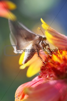 CloseUp Butterfly