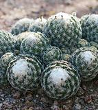 Ball Cactus 