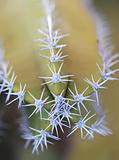Cactus Close Up 2