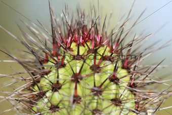 Cactus Close Up