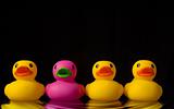 Dare to be different - rubber ducks on black - with water ripple