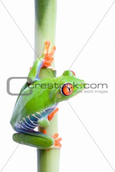 frog on bamboo