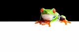 frog border