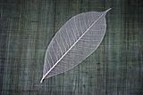 Transparent leaf 