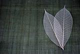 Transparent leaves 