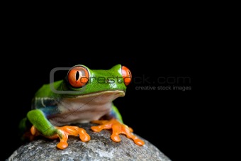 frog on a rock